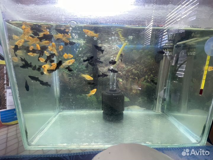 Моллинезии, меченосцы, гуппи