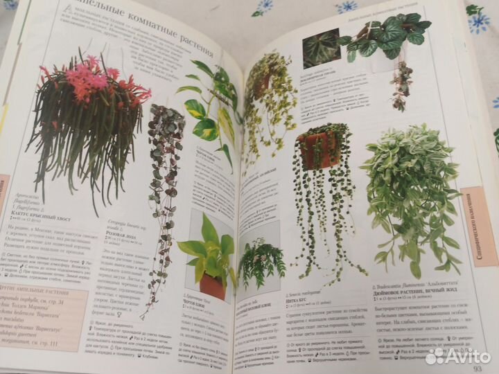 Ланкастер Комнатные растения 2003