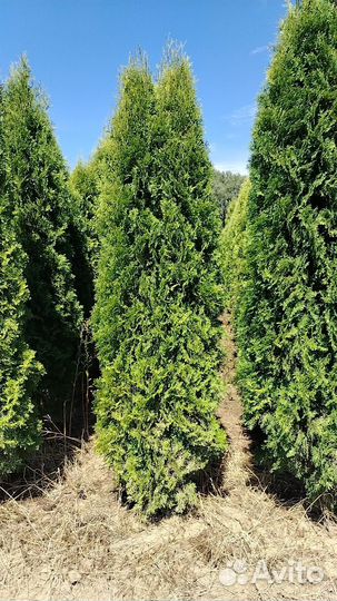 Туя Колумна