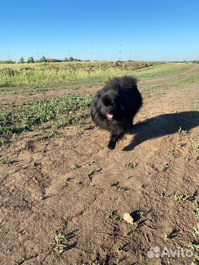 Померанский шпиц, вязка, кобель