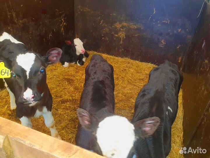 Телята с доставкой и выбором