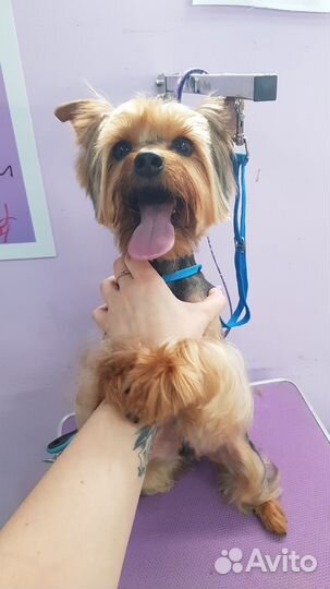 Услуги грумера