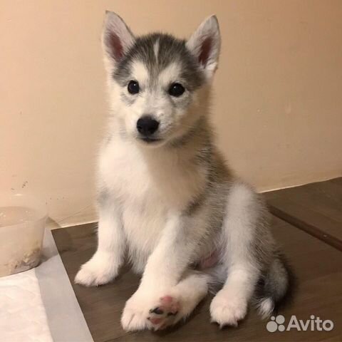 авито миасс собаки
