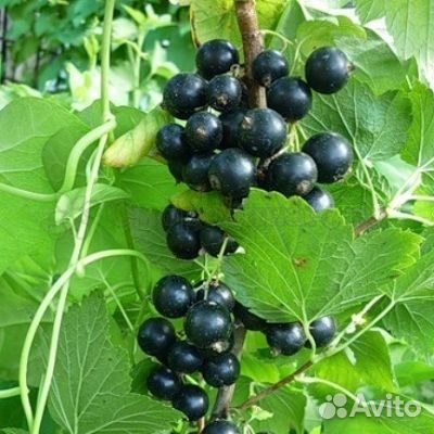 Продажа саженцев питомник Тимирязевский