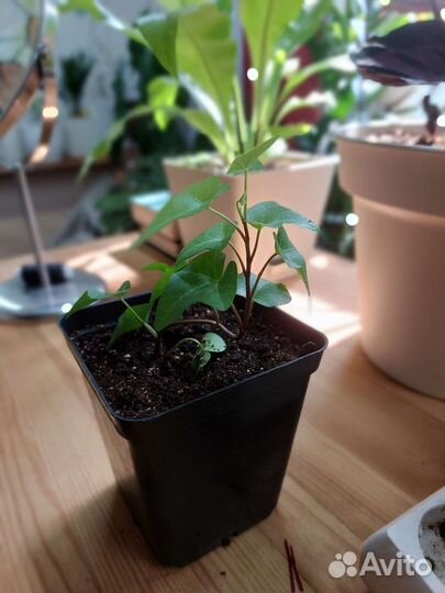 Плющ хедера и маранта