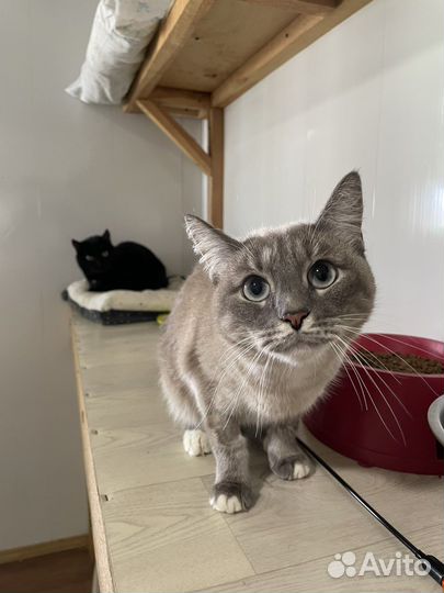 Стеснительная кошечка из приюта