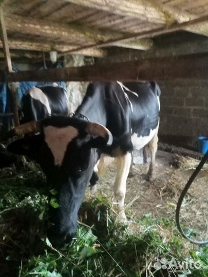 Продам корову