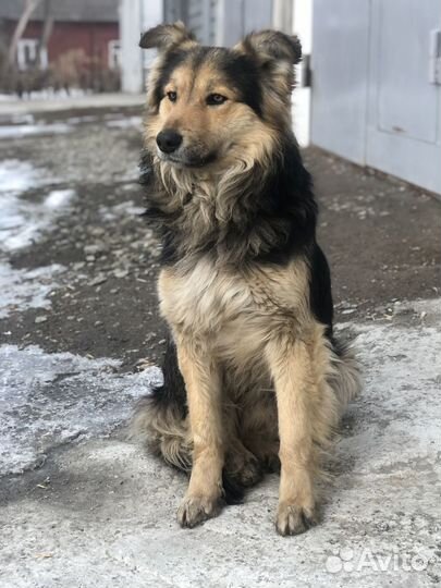 Пристраивается