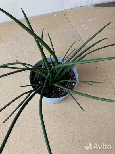 Сансевиерия