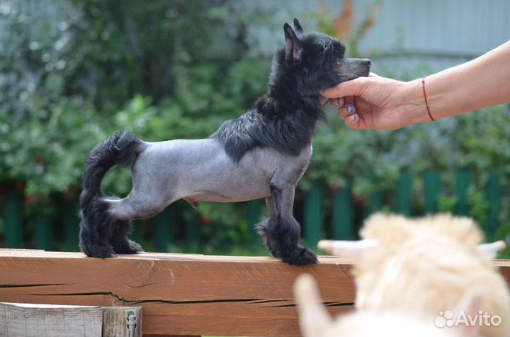 Китайская хохлатая