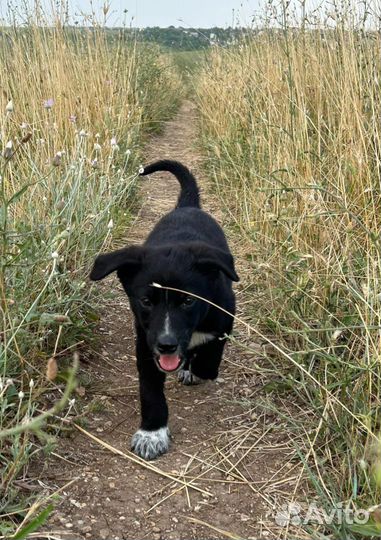 Собаки щенки