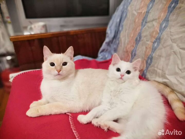 Домашняя передержка