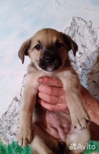 Щенки бесплатно отдам в добрые руки