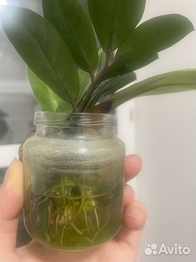 Замиокулькас