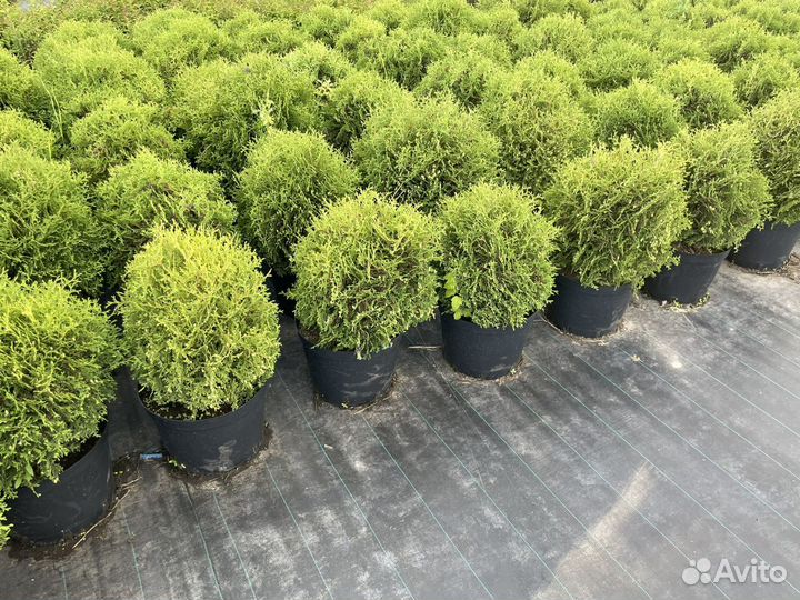 Туя западная Шар