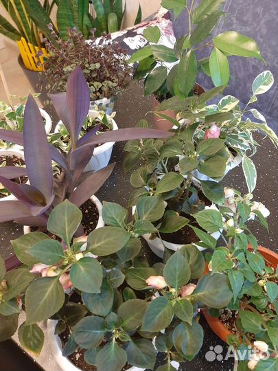 Комнатные растения и цветы