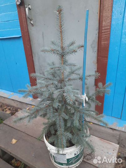 Ель колючая