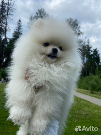 Померанский шпиц мини микро