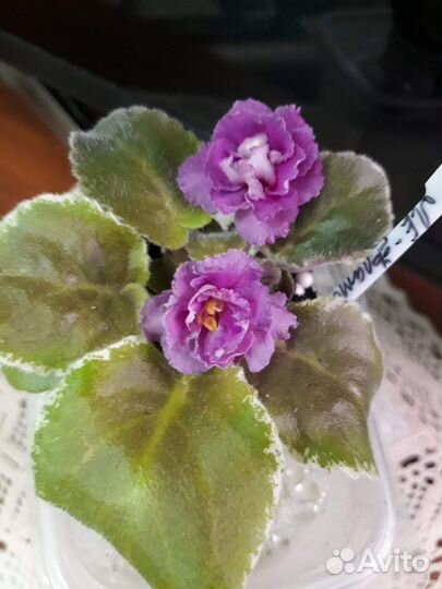 Фиалки цветущие