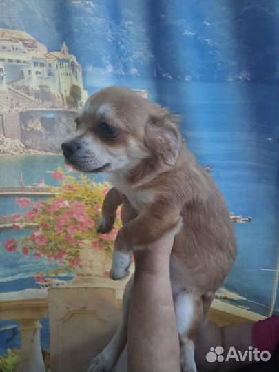 Собаки чихуахуа щенок