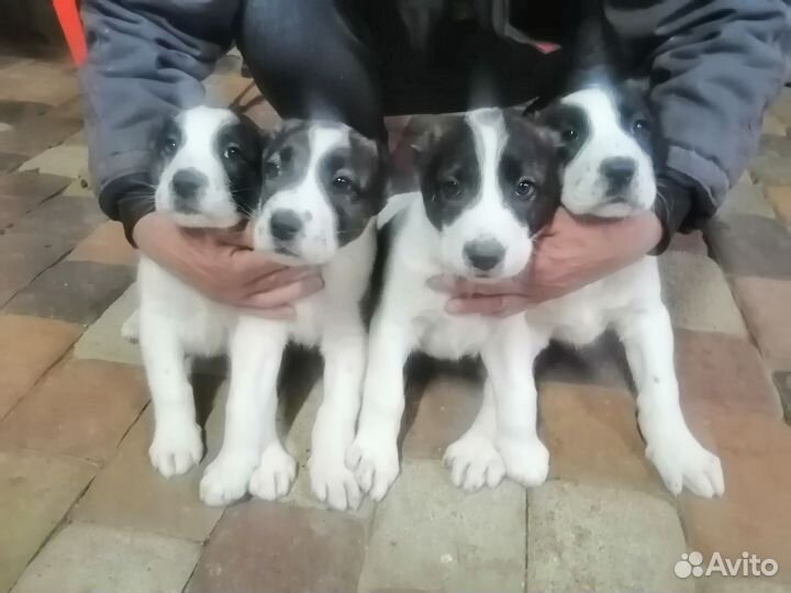 Среднеазиатская овчарка алабай щенки