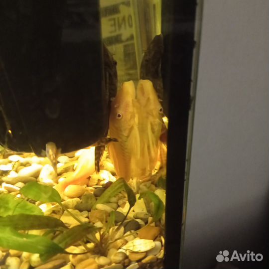 Сомики анциструсы мальки, на фото родитель