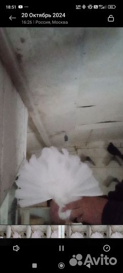 Николаевские голуби