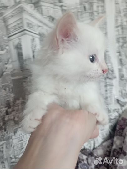 Белая кошечка 1 месяц