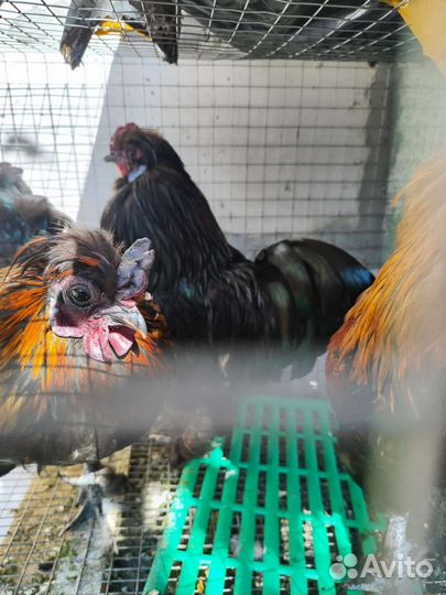 Молодые петухи