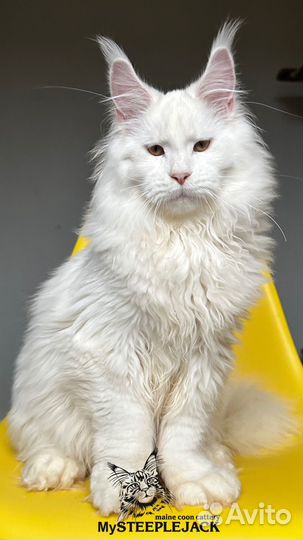 Мейн Кун Полидактильный