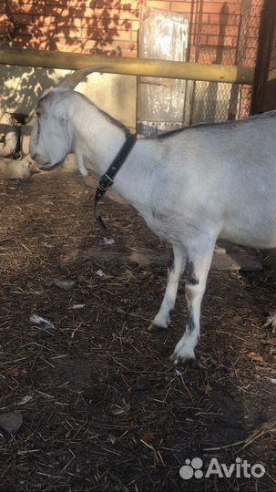 Коза нубийская