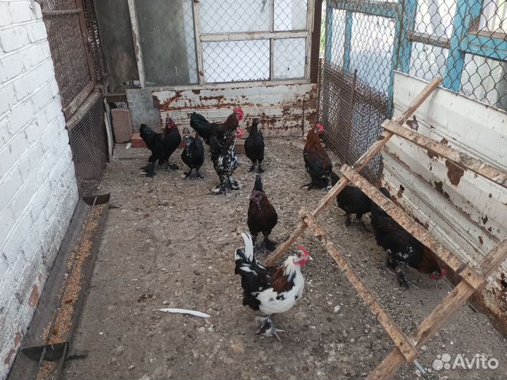 Куры петухи