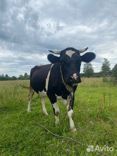 Корова дойная