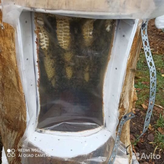 Колода для пчел