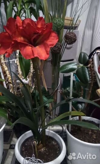 Фикус искусственный