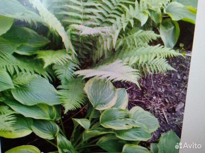 Хоста растение