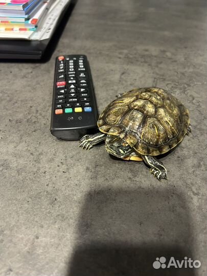 Аквариум с тумбой и черепашками