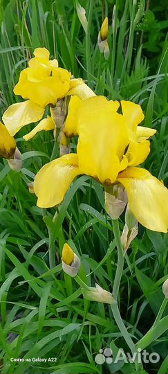 Корни ирисов