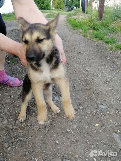 Восточноевропейская овчарка