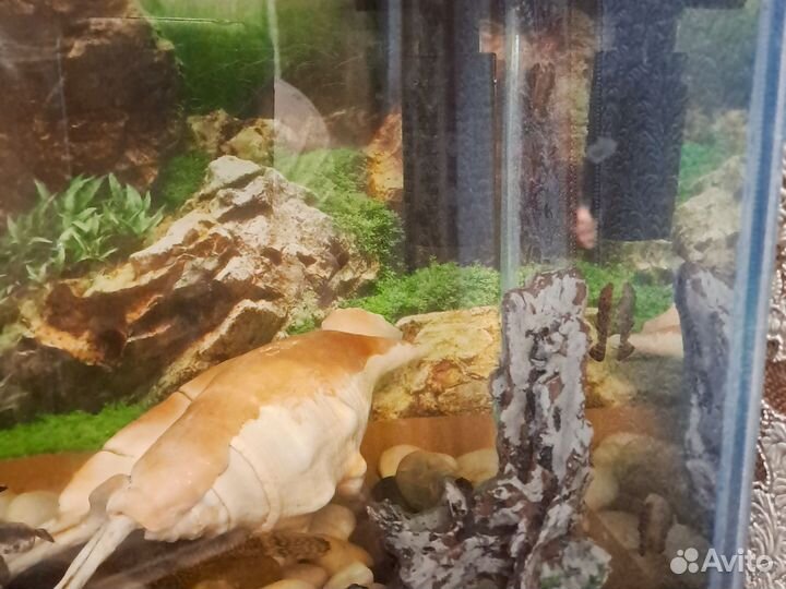 Сомики анциструсы