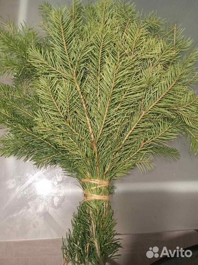 Продам пихтовые веники
