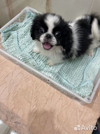 Щенки пекинеса