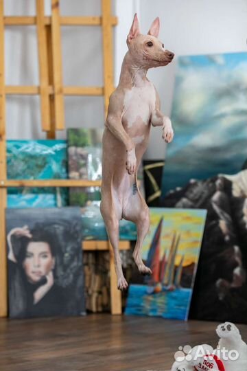 Американский голый терьер