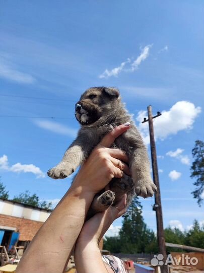 Щенки в добрый руки