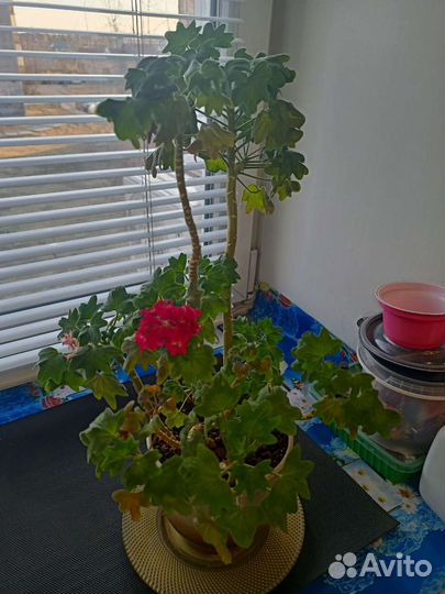 Цветы домашние в горшках