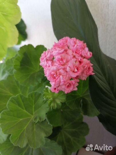 Пеларгония Antique Rose (Античная роза)