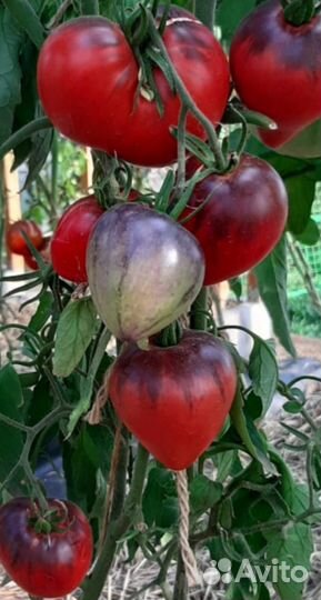 Семена коллекционных сортов томатов и перцев