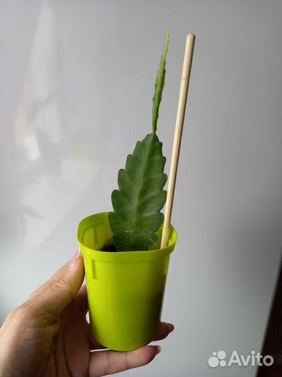 Комнатное растение суккулент Эпифиллум