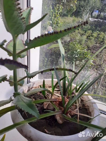 Цветы комнатные по200р