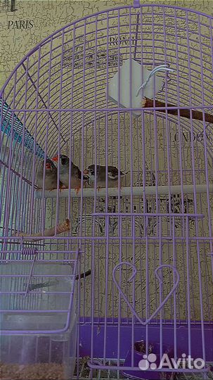 Клетка с птичками